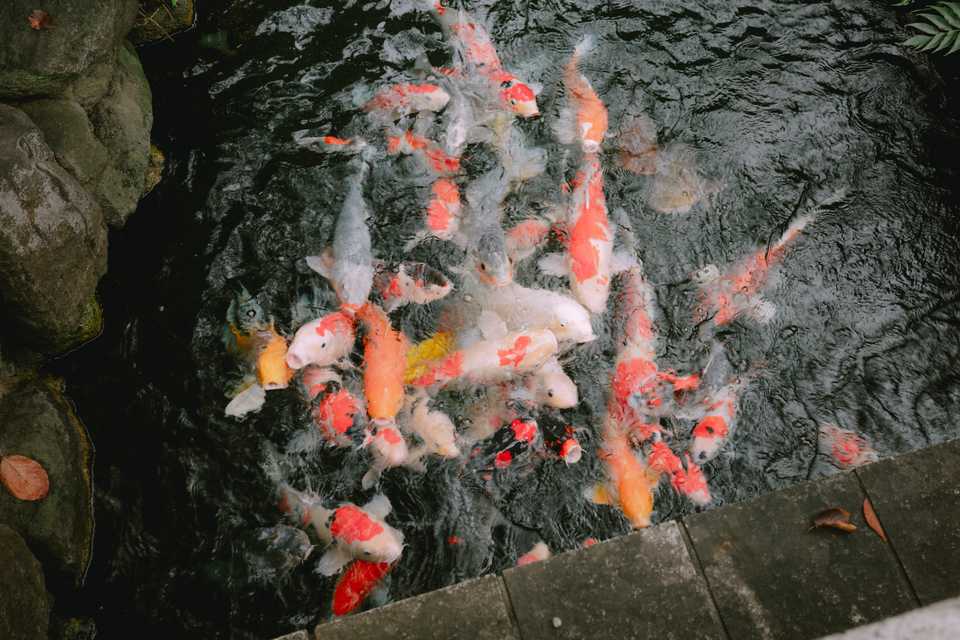 Koi pile | Tokyo