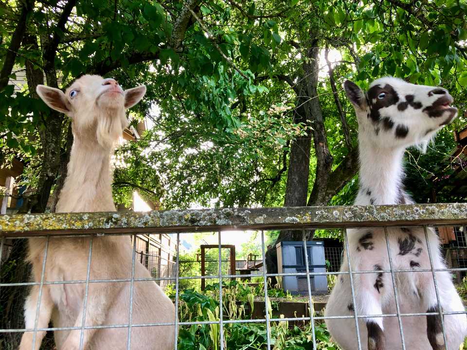 Neighborhood Goats