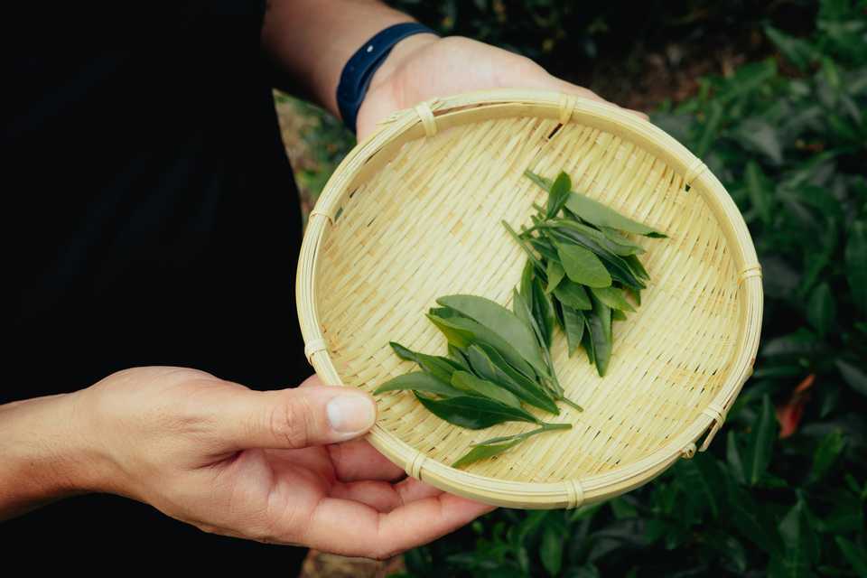 We picked these tea leaves, then ate them lightly fried | Wazuka