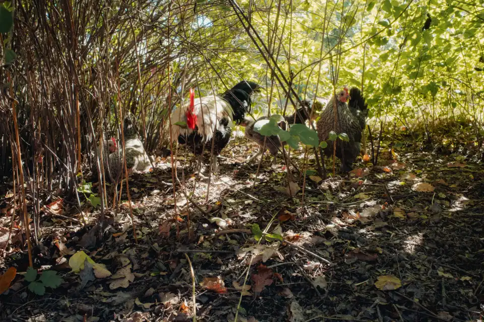 Some chickens hiding in the bushes at Skansen