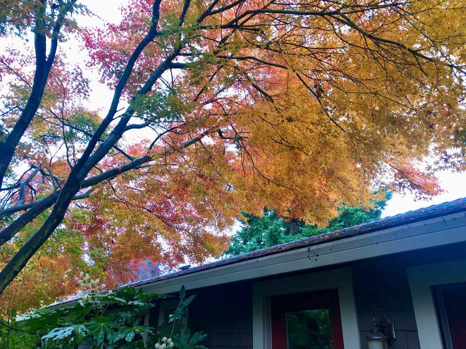 Fall colors on the courtyard tree