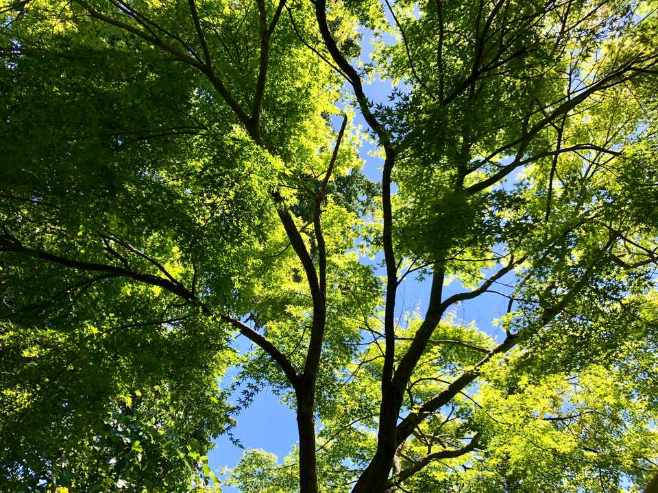 The Courtyard Tree