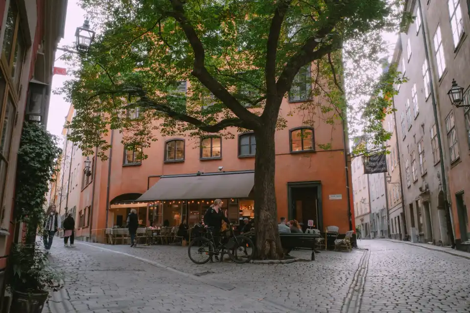 My favorite tree in Stockholm that I took Charlie to see