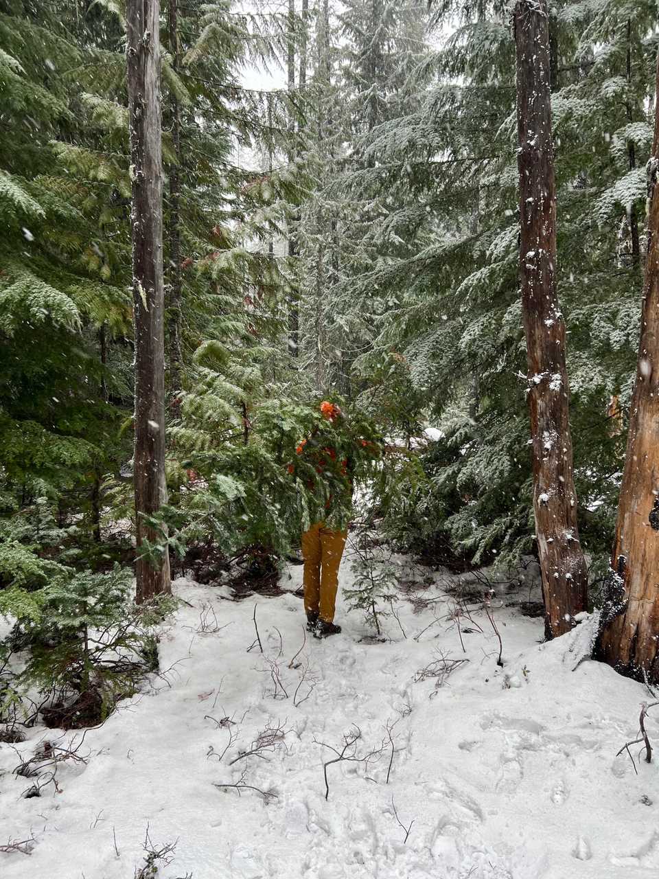 November: Cut down a christmas tree in the forest