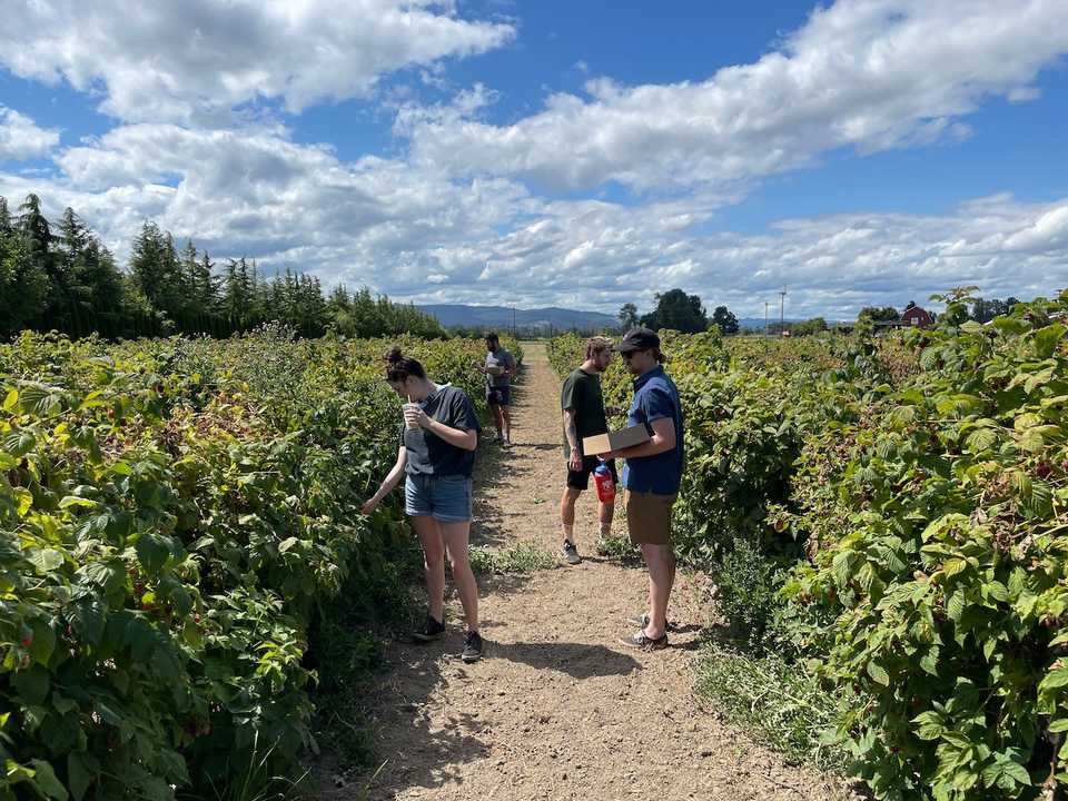 Berry Picking at Sauvies